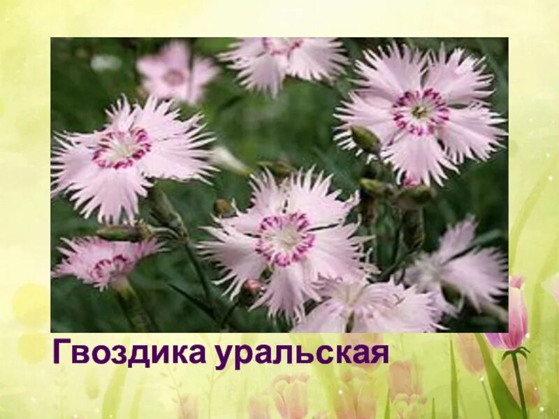 File:0 Dianthus uralensis - Samoëns.JPG - Wikimedia Commons