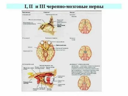 Основные признаки черепных