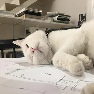 Кошки да