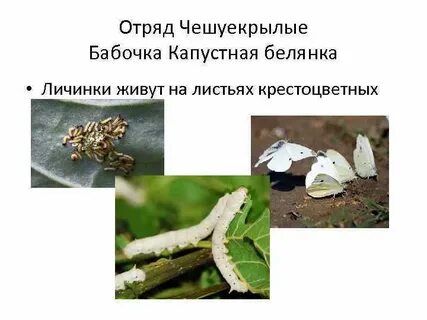Тип развития капустной белянки
