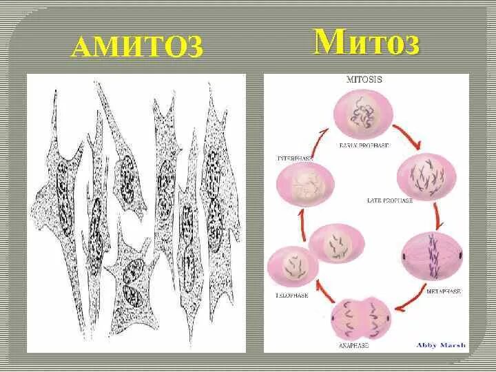 Способы деления клеток амитоз. Амитоз теория. Митоз и амитоз. Деление клетки амитоз. Амитоз схема.