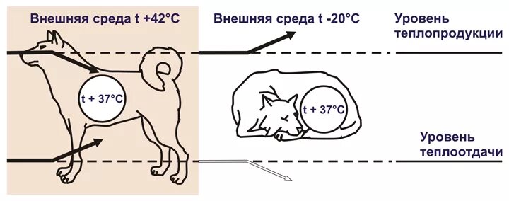 Гомойотермные животные. Поддержание температуры тела у животных. Обмен веществ у холоднокровных животных. Температура тела млекопитающих.