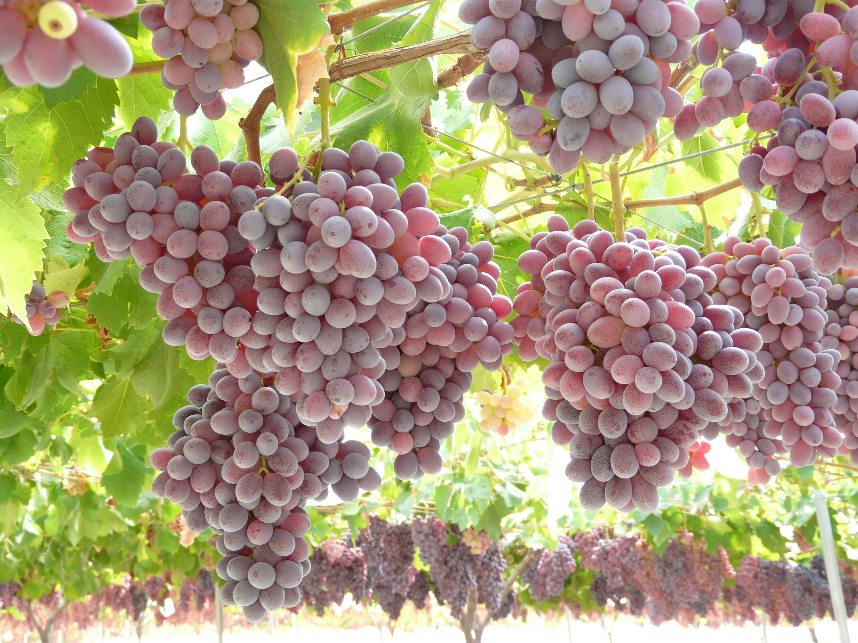 Сорт винограда ягуар. Виноград кишмиш красный. Марсан виноград. Красный виноград. Описание красного винограда.