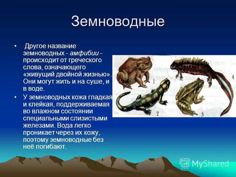 Сообщение о древнейших рыбах земноводных пресмыкающихся. Сообщение о древнейших рыбах земноводных пресмыкающихся