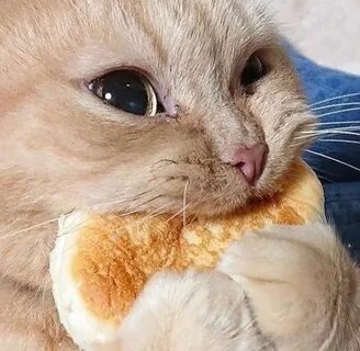 Кот ммм