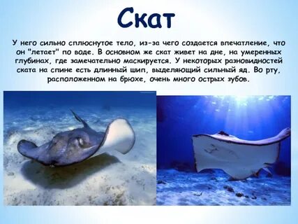 Доклад морские