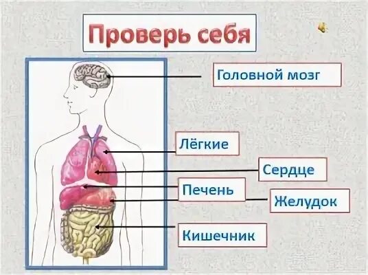Строение тела человека 2 класс презентация школа