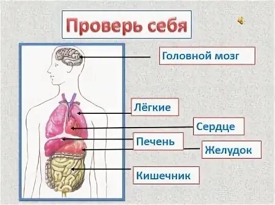 Схема строения человека 4 класс впр. Внутренние органы человека ВПР 4 класс. Строение тела человека. Организм человека схема. Структура человека.