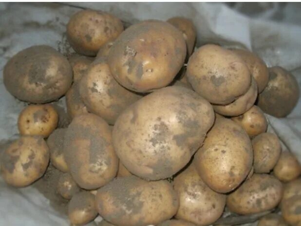 Картофель ласунок купить. Картофель Ласунок. Сорт картофеля Ласунок. Картофель сорт Рябуха. Белорусский Ласунок картофель семенной.
