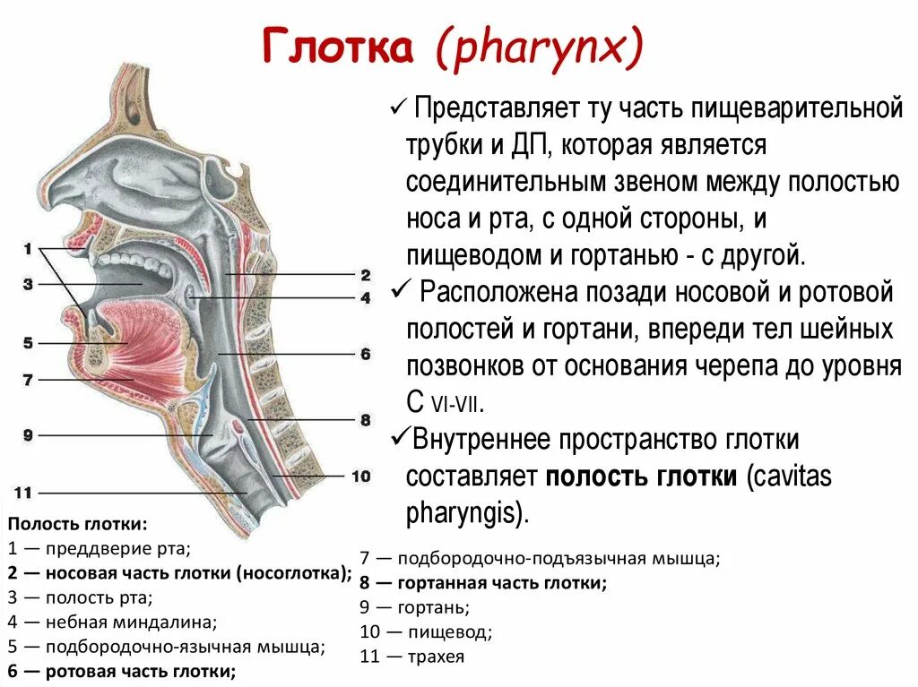 Топография глотки: найдено 82 изображений