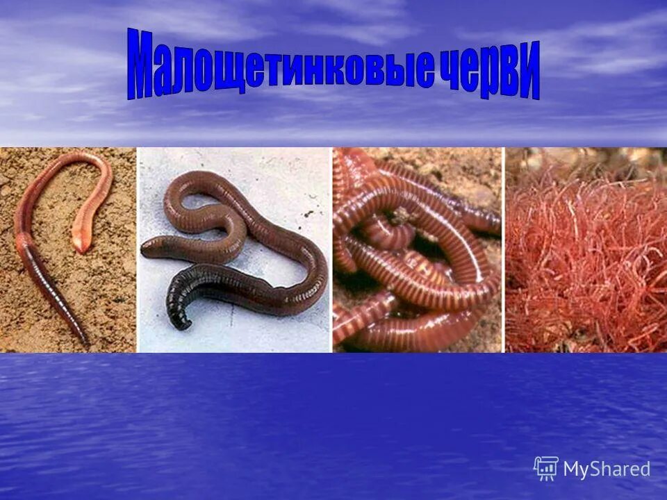 Oligochaeta (малощетинковые черви). 4 малощетинковые черви. Кольчатые черви олигохеты. Кольчатые черви малощетинковые дождевой червь. Малощетинковые кольчатые черви.
