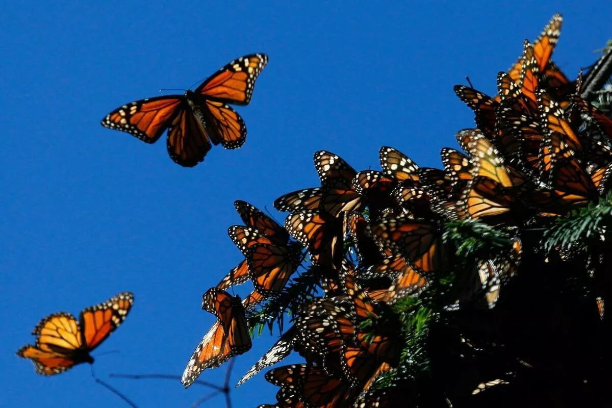 Видео бабочки летают. Биосферный заповедник бабочки Монарх. Биосферный заповедник бабочки Монарх Мексика. Данаида Монарх. Миграция бабочек Данаида Монарх.