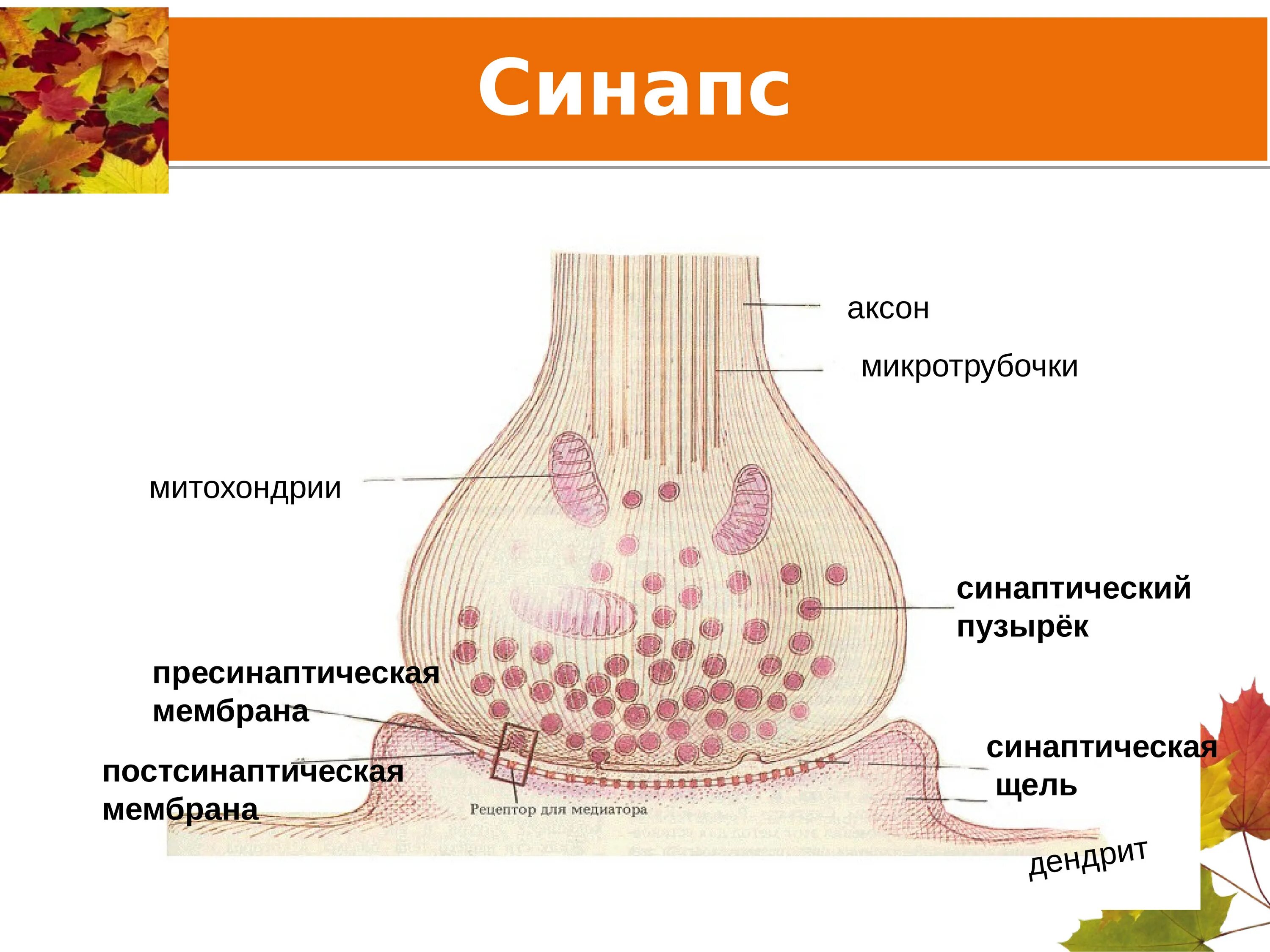 Синаптические пузырьки. Строение синапса везикулы. Синапс структура рисунок. Синапс пресинаптическая мембрана. Строение синапса биология.