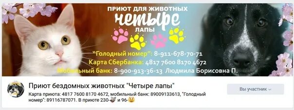 Номер телефона приюта для животных. Четыре лапы приют для животных. Номер телефона приюта для кошек. Номер приюта для кошек