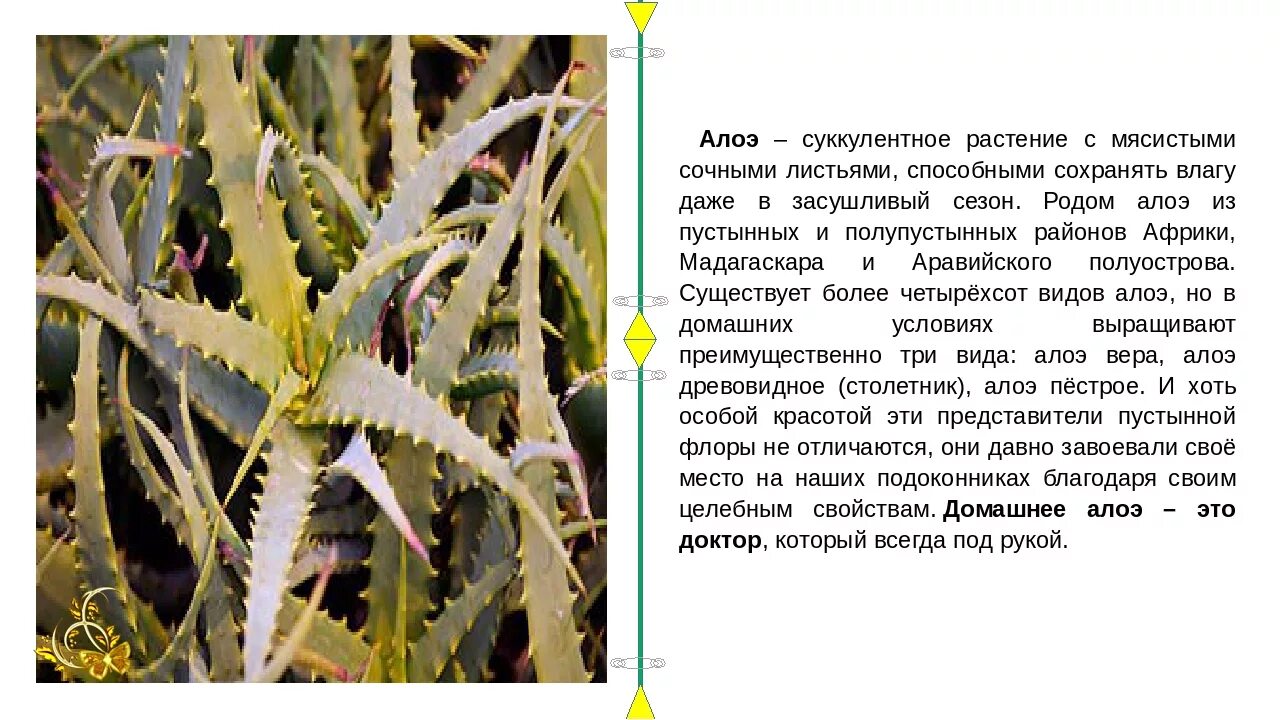 Проект алоэ. Алоэ реснитчатое. Алоэ столетник Родина.