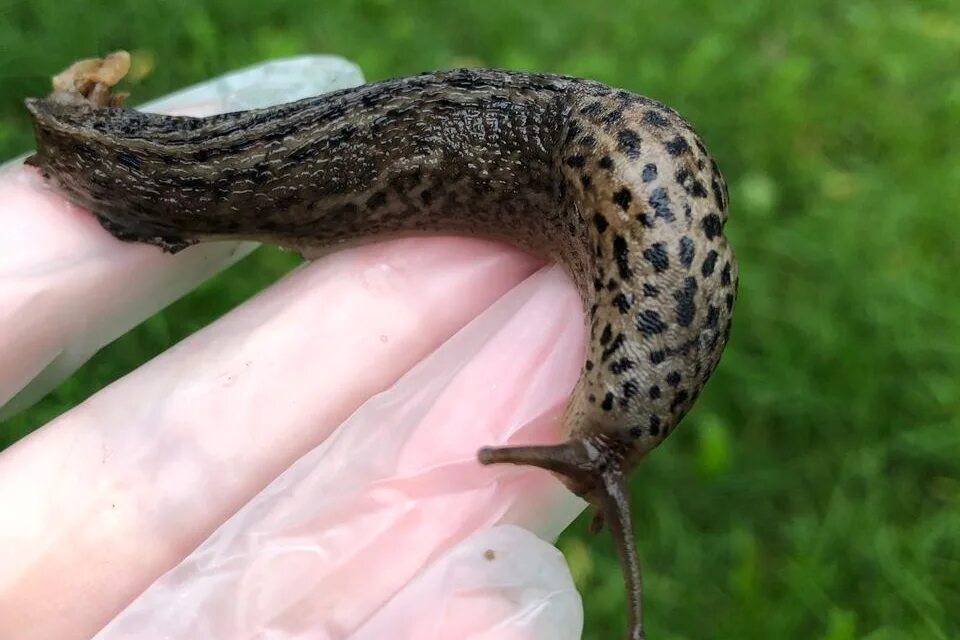 Слизень осьминог. Arion vulgaris СЛИЗЕНЬ. СЛИЗЕНЬ Arion lusitanicus. . Рыжий СЛИЗЕНЬ (Arion lusitanicus). СЛИЗНЯК Арион Вулгарис.