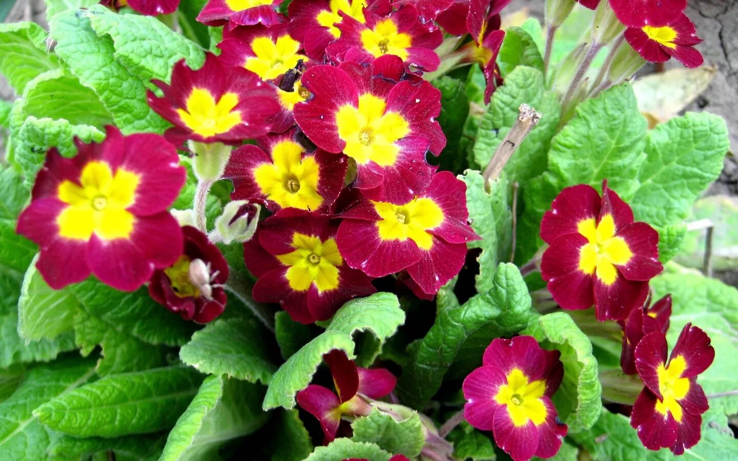 примула цветок многолетний. примула однолетняя или многолетняя. королевская примула. примула цветок. примула крупноцветная.