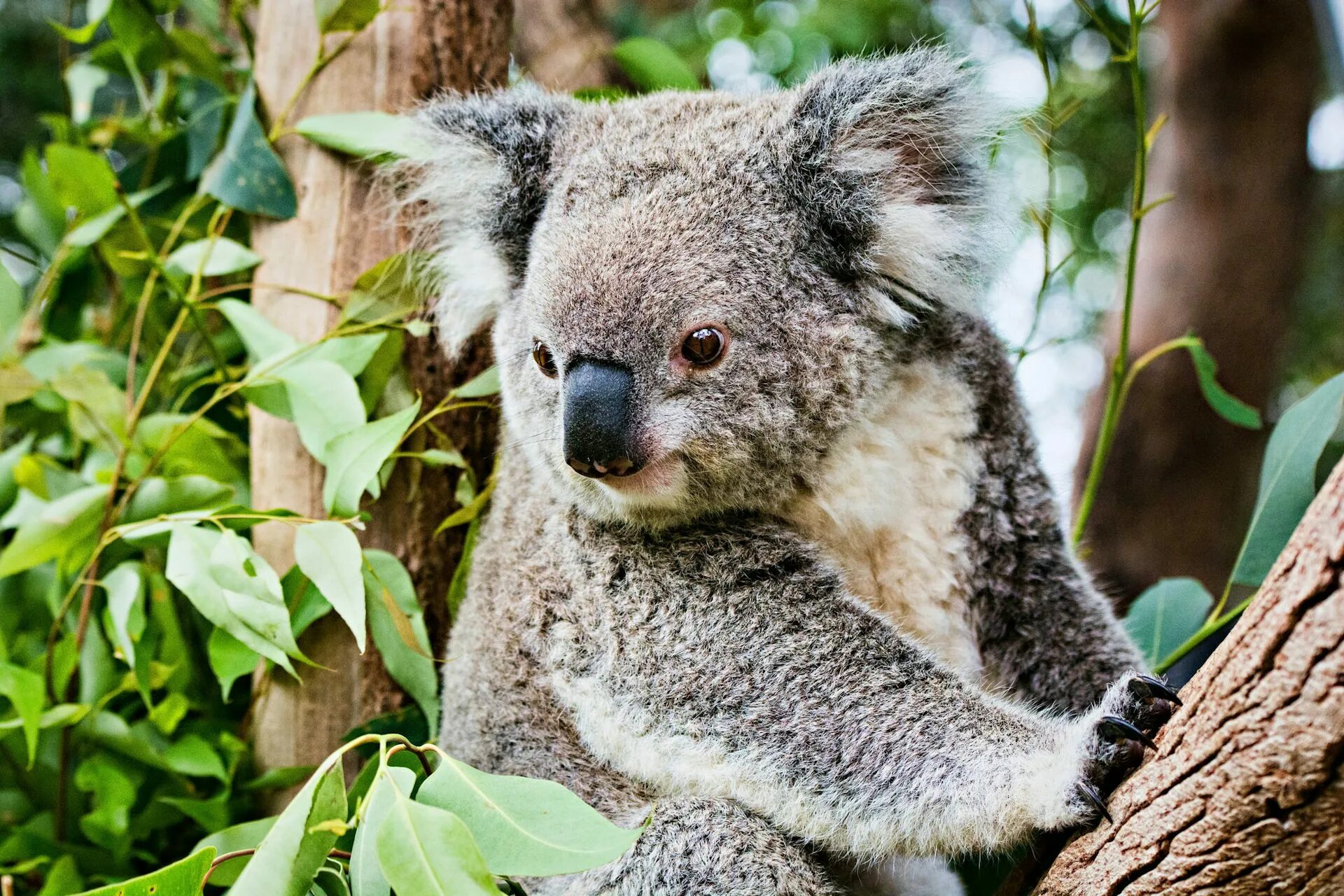 Похожи на коал. Коала в Австралии. Австралия фауна коала. Коала сумчатое. Тасмания коала.