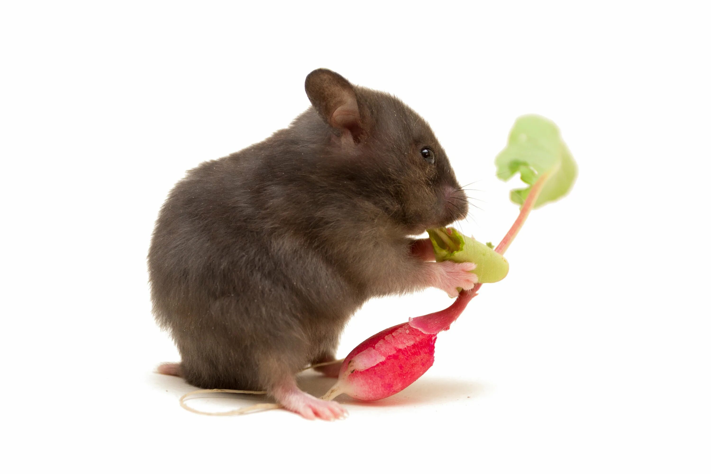 Хомякам можно редиску. Крыска редиска. Крысам есть редиску. Мыши едят редиску. Крысёнок ест яблоко.