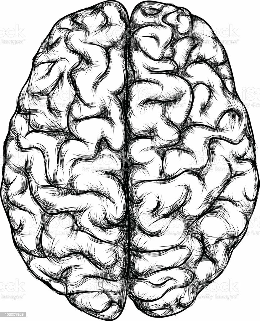 Мозг нарисованный. Головной мозг вид сверху. Мозг карандашом.