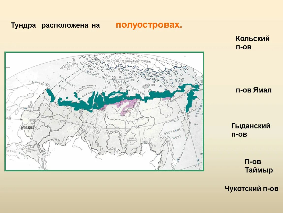 В каком направлении простирается тундра. Местоположение природной зоны тундры. Тундра России на карте России. Расположение тундры на карте. Географическое положение тундры на карте.