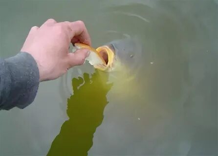 Как давать рыбам воду