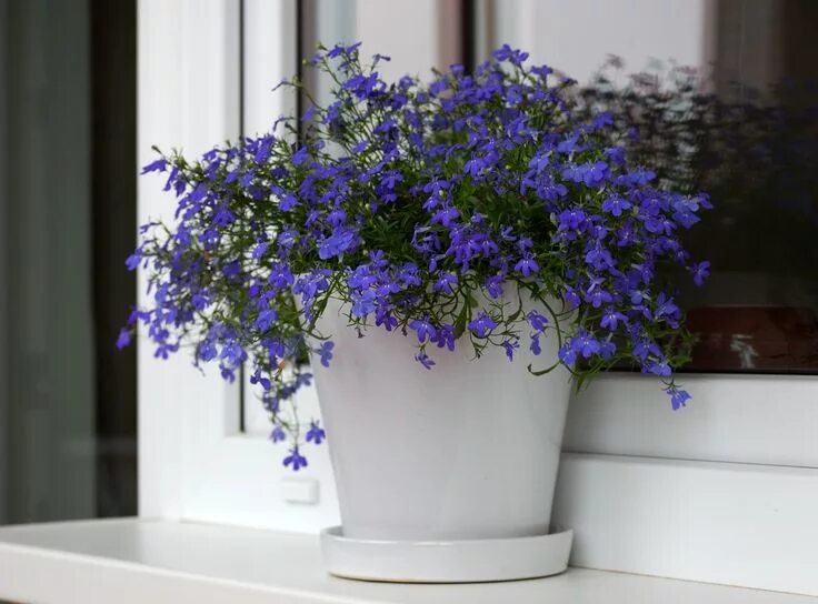 Hot Springs lobelias heat tolerant and compact habit Bacs de jardin, Les plus be
