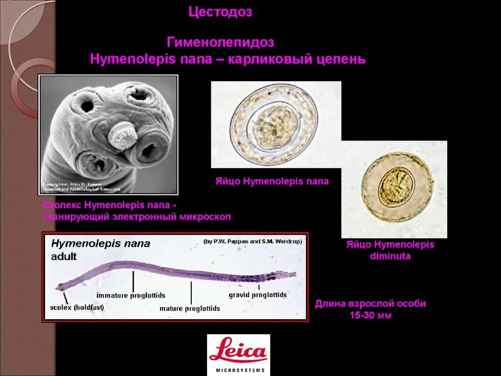 Hymenolepis Nana – карликовый цепень-гименолепидоз. Половозрелая особь карликового цепня. Hymenolepis Nana цикл. Строение карликового цепня Hymenolepis Nana. Карликовый цепень строение