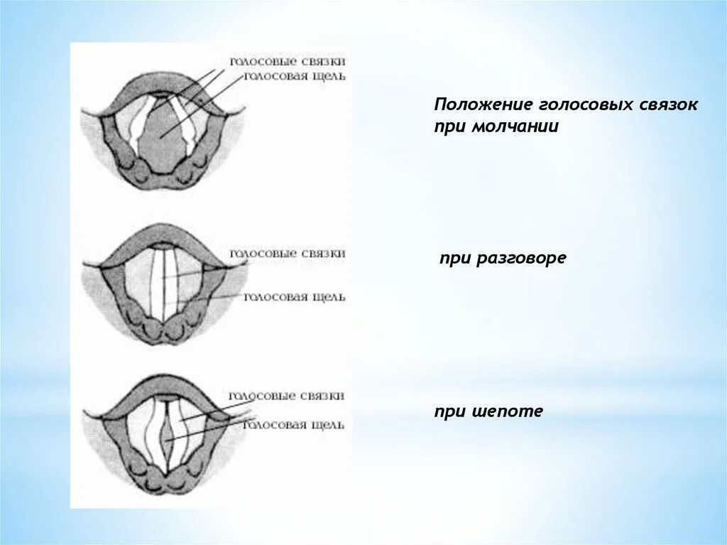 Схема молчания. Голосовые связки анатомия строение. Фонация голосовых связок. Строение голосовых связок при шепоте. Голосовые связки при шепоте рисунок.