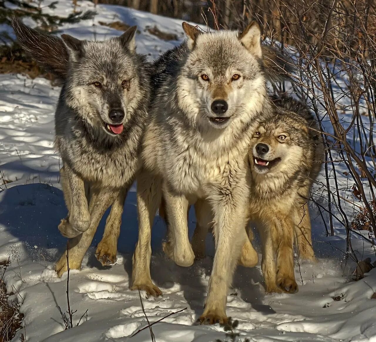Волк, волчица,семья Волков. Волчья семья с волчатами. Волк волчица Волчонок семья.