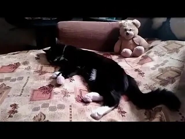 Кошки стейнлен теофиль. Кот дремот. Кот дремот страшные моменты. Полосатый кот спит. Кот дремот 3 глава.