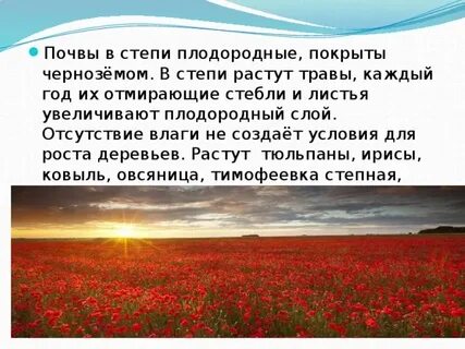 Почему в степи не растут