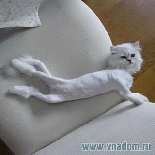 На твоей киске стригут