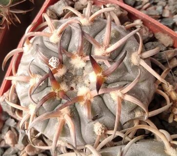 Gymnocalycium vatteri 68 фото в HD.