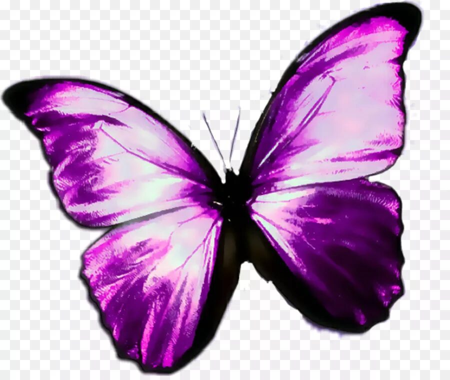 Фиолетовые бабочки картинки. Бабочка фиолетовая. Сиреневые бабочки. Розовые бабочки. Бабочки сиреневые фотопечать.