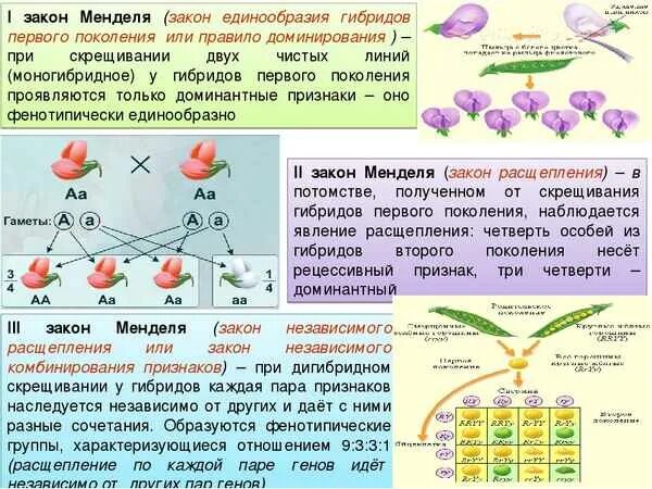 Генотип дочерних организмов. Законы Менделя биология 9 класс 1 закон. Законы Менделя биология 9 класс 3 закон. Закон Менделя по биологии 9 класс. Три закона Менделя по биологии 9 класс биология.