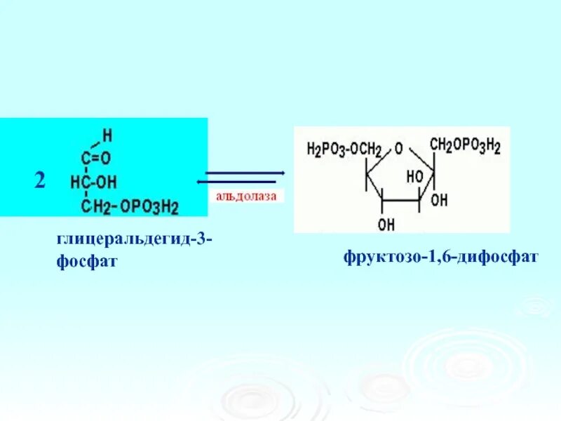 Глицеральдегид 6 фосфат. Фруктозо-6-фосфат фруктозо-1.6-дифосфат. Фруктозо 1 6 дифосфат глицеральдегид 3 фосфат. Расщепление фруктозо 1 6 дифосфат.