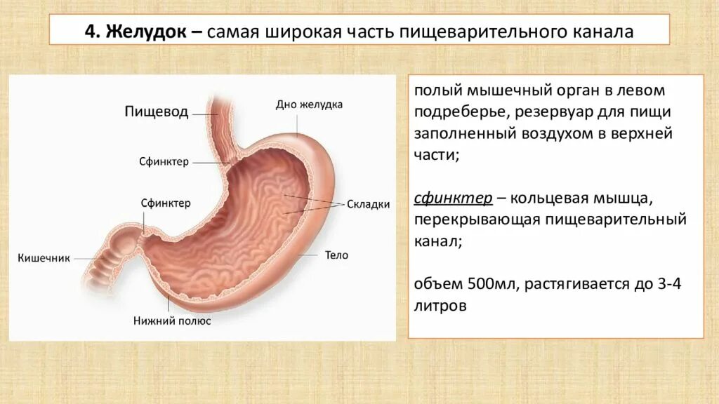 Стенка пищеварительного канала. Желудок наиболее широкая часть пищеварительного. Желудок – самая широкая часть пищеварительного канала.