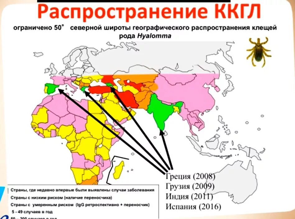 Переносчиком геморрагической лихорадки является. Крым-Конго геморрагическая лихорадка. Конго-Крымская геморрагическая лихорадка осложнения. Крымская геморрагическая лихорадка распространена. Геморрагическая лихорадка Крым-Конго симптомы.