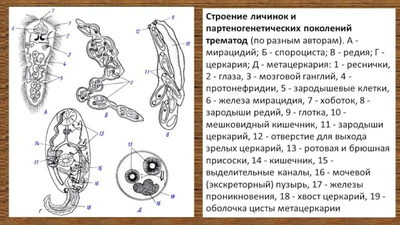 Церкарий строение. Строение личинок трематод. Личинки разных животных. Типы личинок животных.