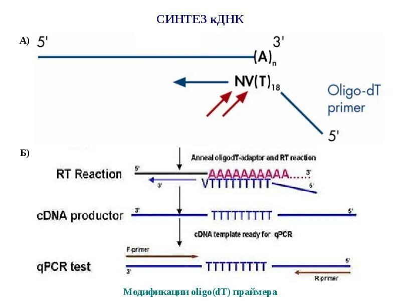 Комплиментарные днк. Синтез КДНК на матрице РНК. Синтез КДНК. Клонирование КДНК. Синтез генов.
