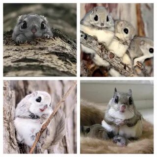 The Momonga or Japanese Dwarf Flying Squirrels are so adorable! http://ift....