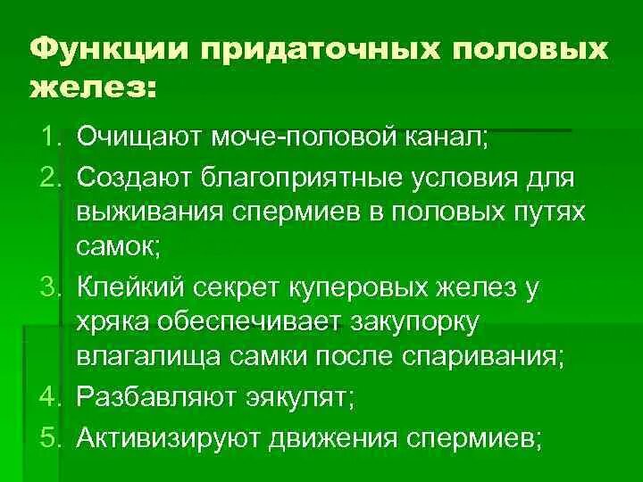 Придаточная железа у мужчин. Функции половых желёз. Придаточные половые железы функции. Функция секретов придаточных половых желез. Функции придаточных половых желез у животных.