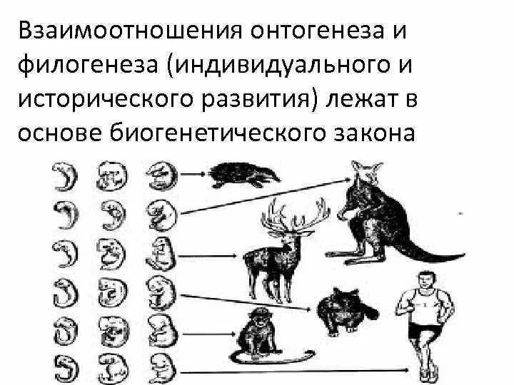 Онтогенез есть повторение филогенеза. Соотношение онтогенеза и филогенеза. Взаимосвязь онтогенеза и филогенеза. Отличие филогенеза от онтогенеза. Филогенез и онтогенез в психологии.