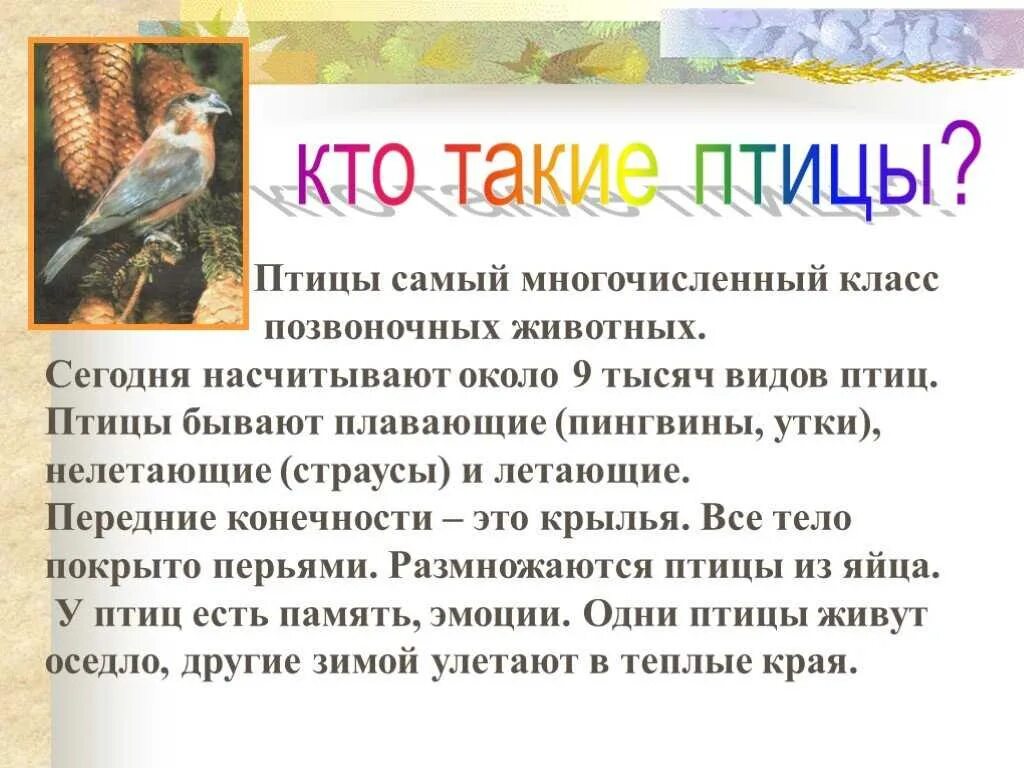 Краткое сообщение на тему птицы