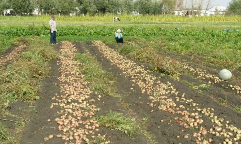 Посадка картофеля сколько на сотку. Огромный огород картошки. Дача огород картошка. Уборка картофеля на даче. Поле картошки.