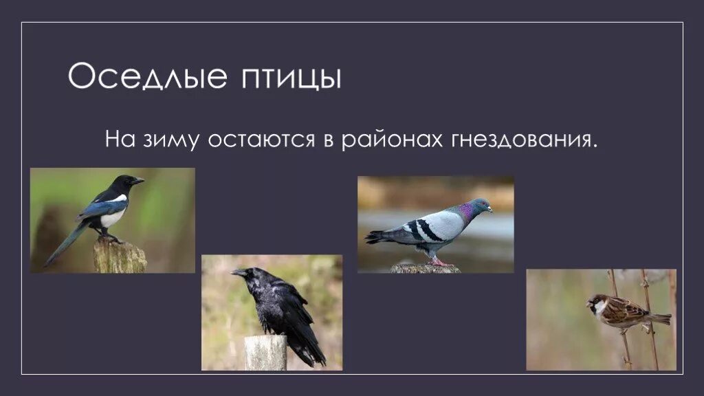 Оседлые Кочующие и перелетные птицы. Оседлые птицы названия 3 класс. Оседлые зимующие и перелетные птицы. Оседлые зимующие птицы.
