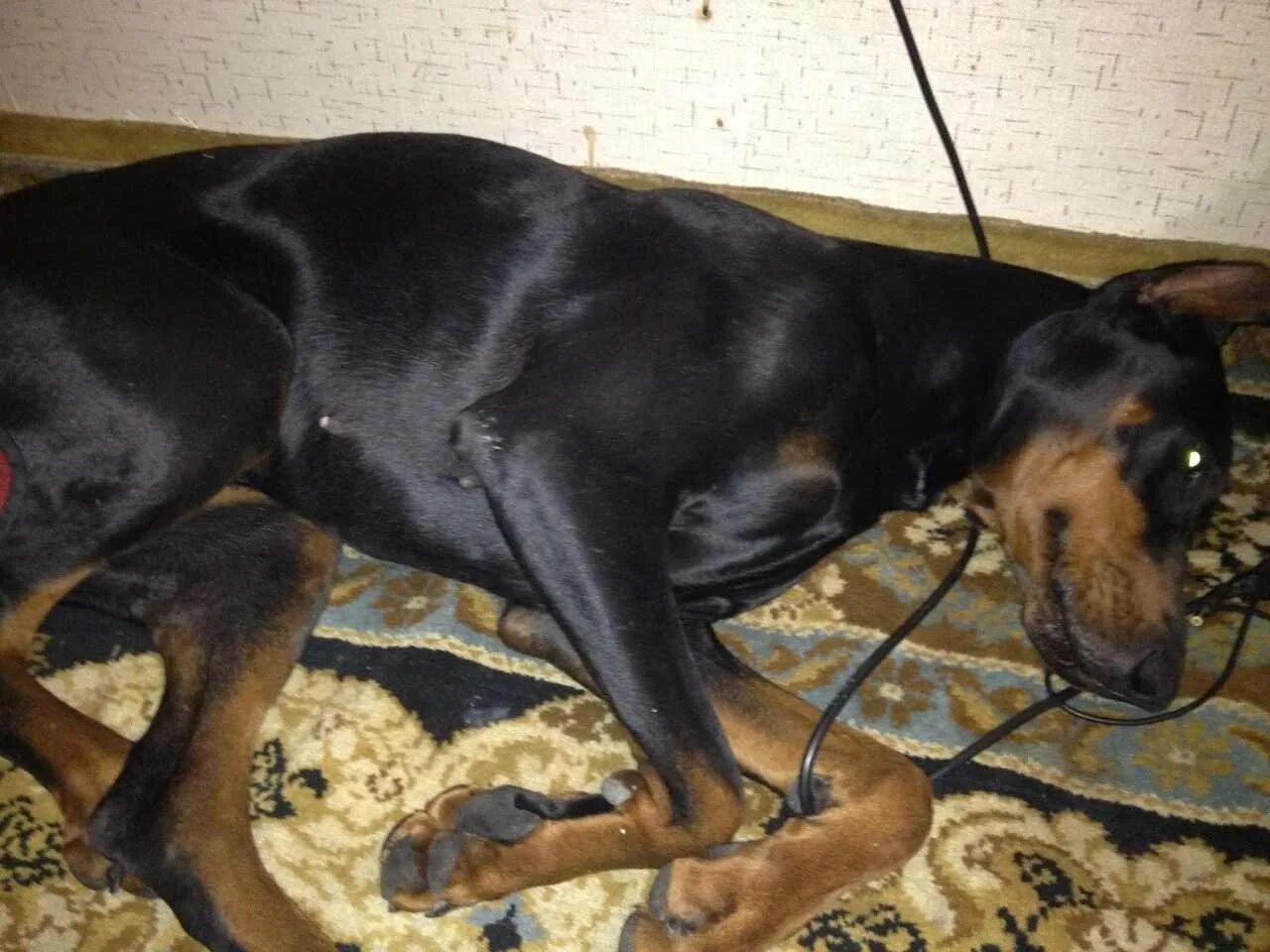 Цвергпинчер течка