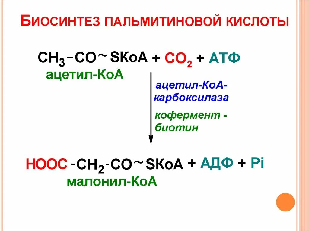 Синтез пальмитиновой. Синтез пальмитиновой кислоты из малонил КОА. Реакции образования ацетил КОА из пальмитиновой кислоты. Биосинтез пальмитиновой кислоты. Суммарное уравнение синтеза жирных кислот.
