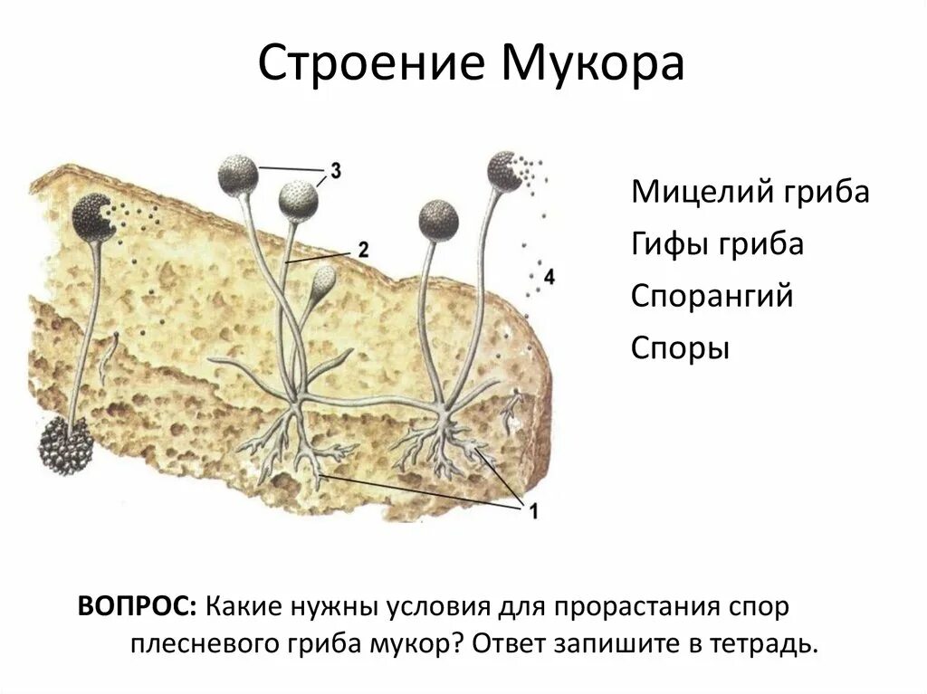 Признаки мукора. Строение мицелия мукора. Строение плесневого гриба мукора. Гриб мукор грибница. Мицелий гриба мукор.